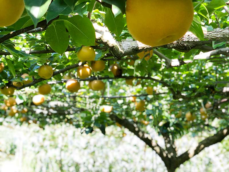 pear-picking_01